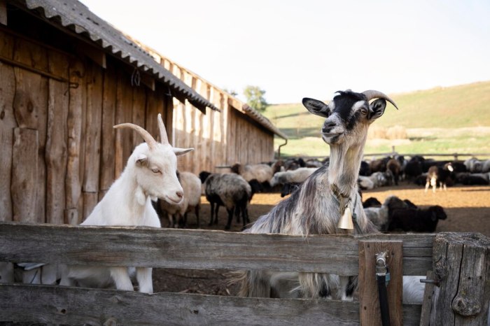 Rahasia Sukses Ternak Kambing Cepat Balik Modal