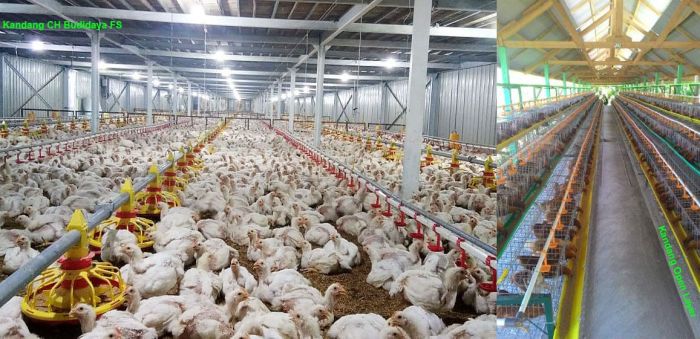 Manajemen keuangan dalam usaha peternakan unggas