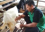 Cara Memerah Susu Kambing Etawa