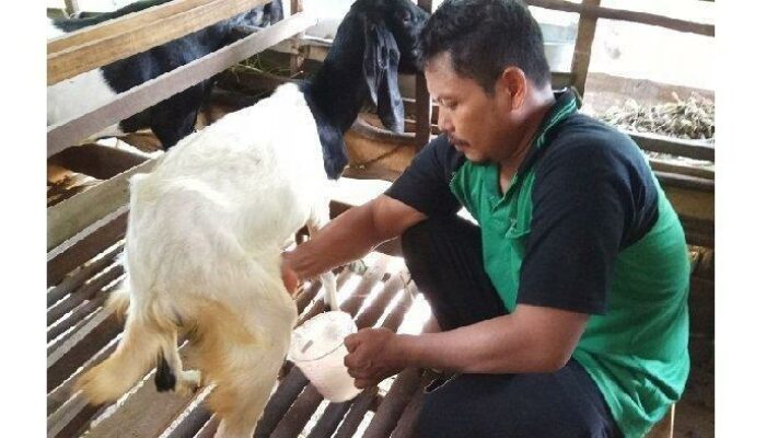 Cara Memerah Susu Kambing Etawa