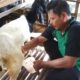 Cara memerah susu kambing etawa