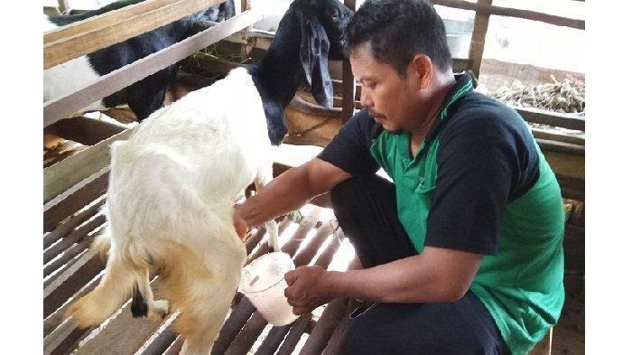 Susu Kambing Etawa Vs Susu Sapi