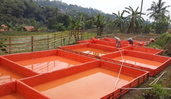 Budidaya ikan dalam kolam terpal