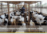 Modal Awal Ternak Kambing Dan Tips Hemat