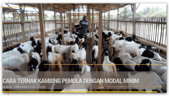 Modal Awal Ternak Kambing Dan Tips Hemat
