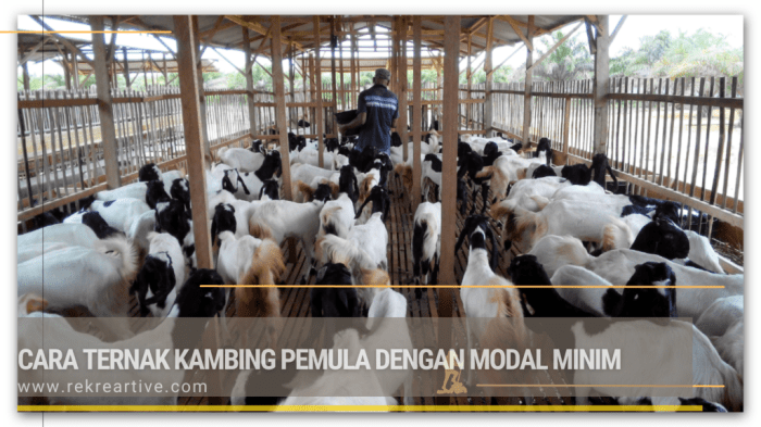 Modal awal ternak kambing dan tips hemat
