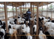 Teknik Sukses Ternak Kambing Modern