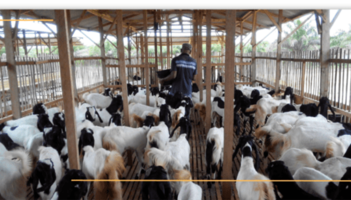 Teknik Sukses Ternak Kambing Modern