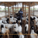 Cara sukses ternak kambing skala rumahan