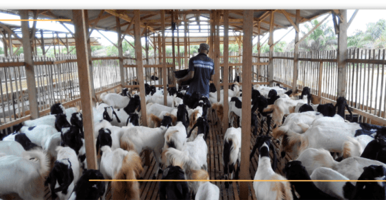 Cara sukses ternak kambing skala rumahan
