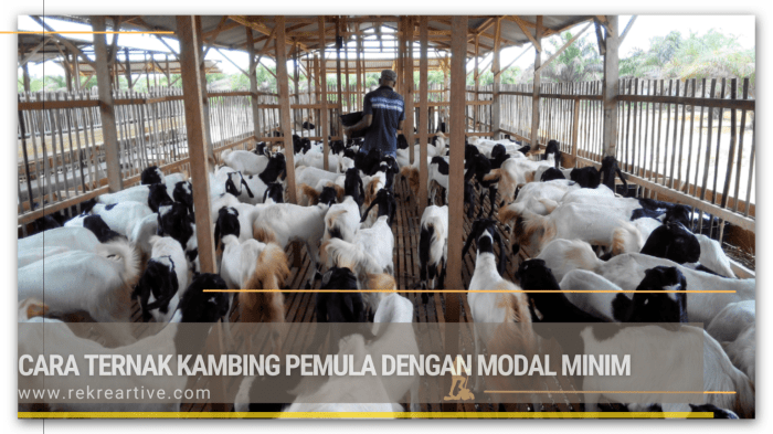 Cara sukses ternak kambing skala rumahan