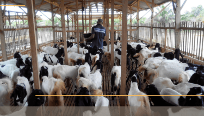 Analisa Usaha Ternak Kambing Modern