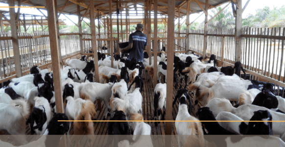 Analisa usaha ternak kambing modern