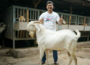 Ternak Kambing Sukses Di Desa
