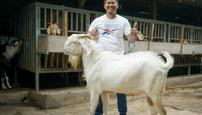 Ternak Kambing Sukses Di Desa
