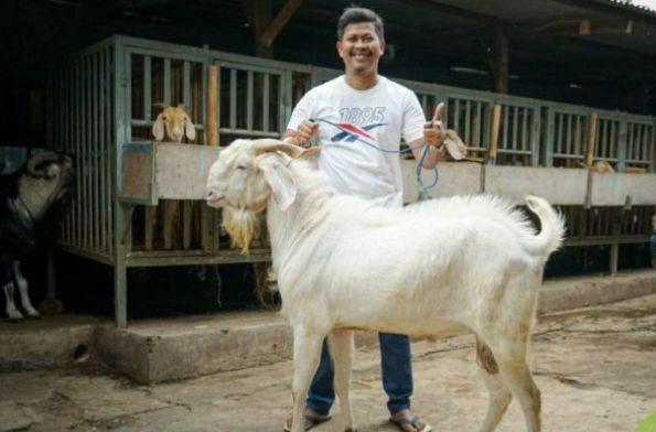 Rahasia ternak kambing untung jutaan