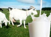 Susu Kambing Etawa Vs Susu Sapi