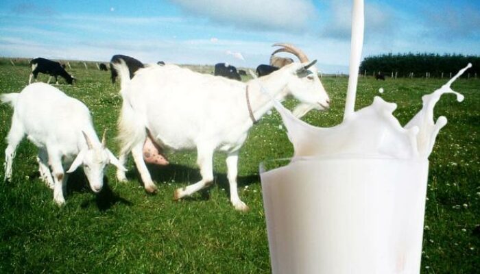 Harga Susu Kambing Etawa Per Liter