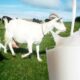 Cara memerah susu kambing etawa