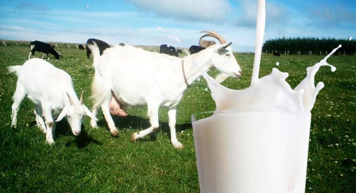 Cara memerah susu kambing etawa