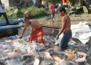 Solusi Gagal Panen Budidaya Ikan
