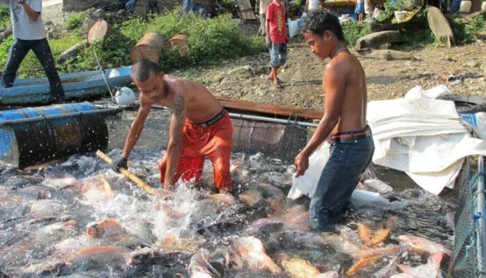 Solusi Gagal Panen Budidaya Ikan