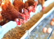 Kontrol Pakan Ayam Broiler
