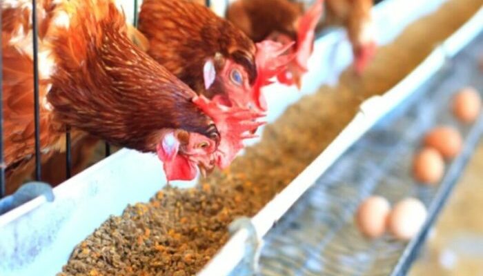 Kontrol Pakan Ayam Broiler