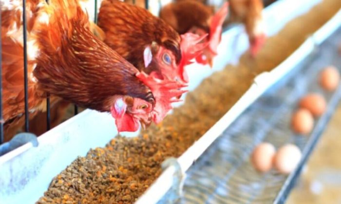 Kontrol Pakan Ayam Broiler