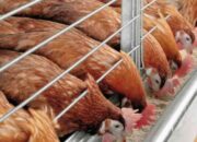 Fermentasi Pakan Untuk Ayam Petelur