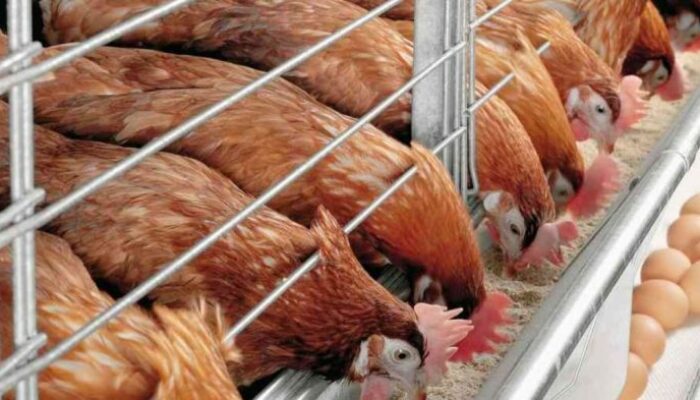 Fermentasi Pakan Untuk Ayam Petelur