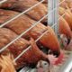 Fermentasi pakan untuk ayam petelur