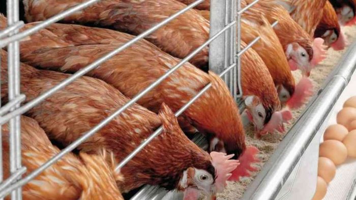 Fermentasi pakan untuk ayam petelur