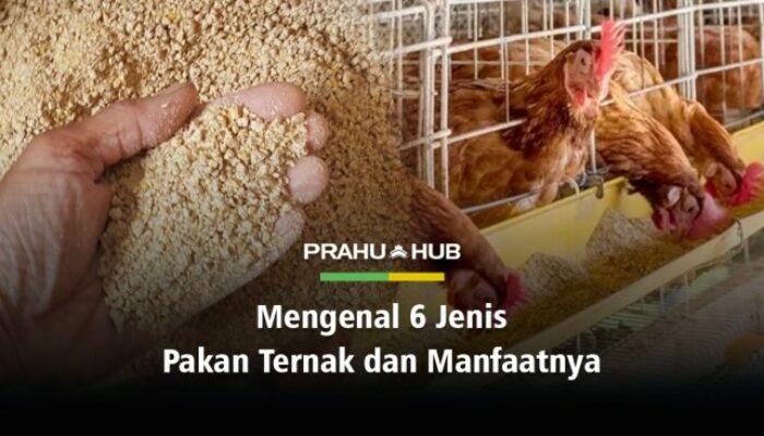 Hubungan Antara Pakan Berkualitas Rendah Dan Penyakit Pencernaan