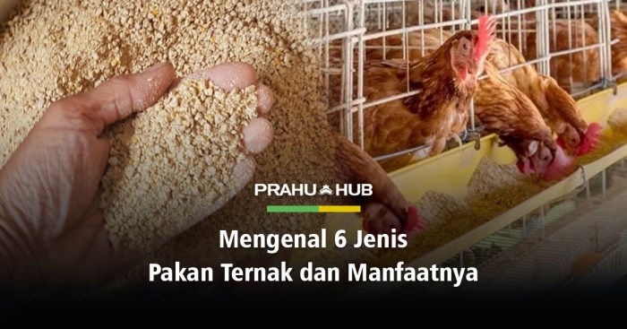Risiko penyakit akibat pakan yang mengandung bahan kimia berbahaya
