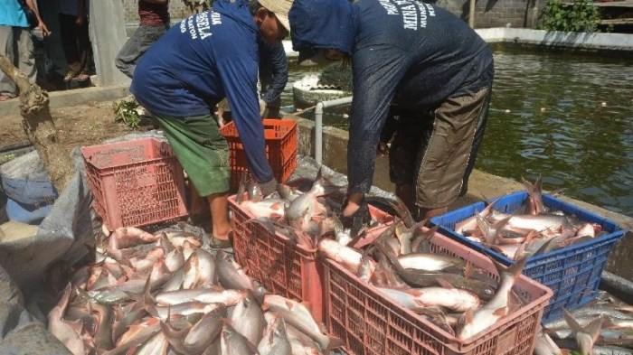 Tips Cara Budidaya Ikan Nila Cepat Panen dan Untung Besar! Solusi gagal panen budidaya ikan
