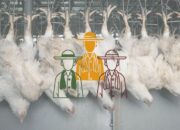 Ternak Ayam Broiler Cepat Panen