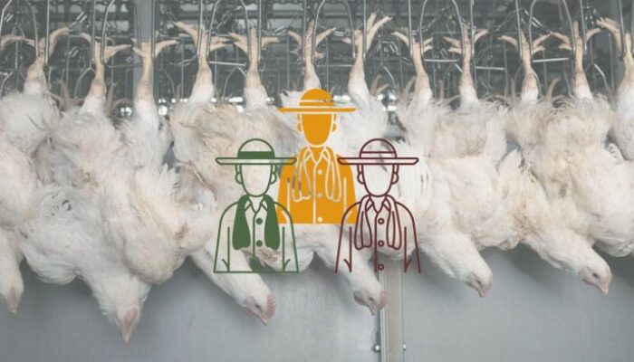 Ternak Ayam Broiler Cepat Panen