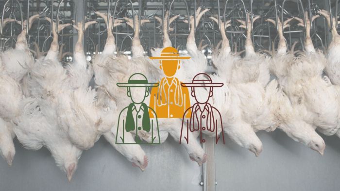 Ternak ayam broiler cepat panen