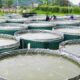 Budidaya ikan sistem bioflok