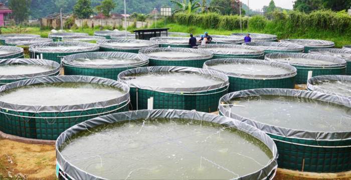 Budidaya ikan sistem bioflok