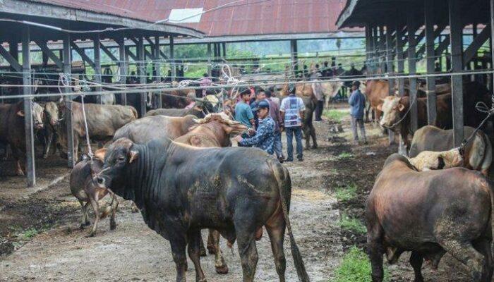Cara Menjual Sapi Dengan Harga Tinggi