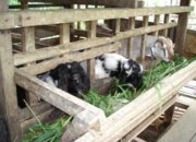 Peluang Usaha Kambing Etawa
