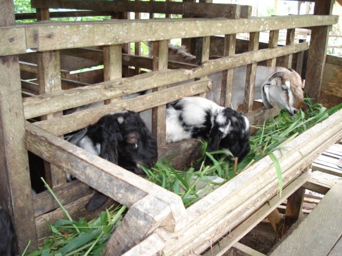 Peluang usaha kambing etawa