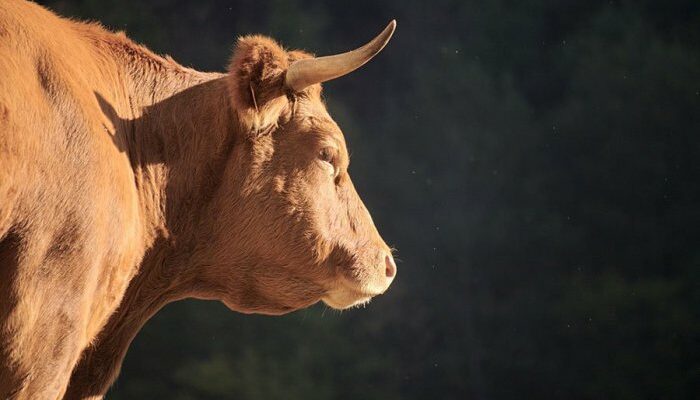 Dampak Nutrisi Pakan Yang Tidak Seimbang Terhadap Sistem Imun Ternak