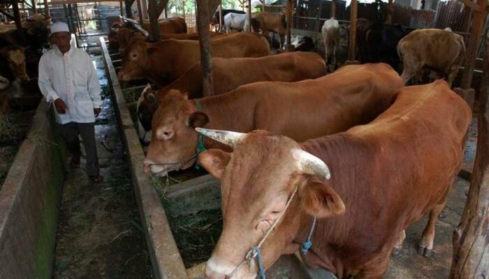 Pembesaran Sapi Cepat Panen