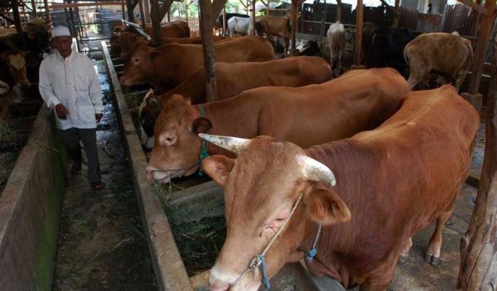 Pembesaran sapi cepat panen