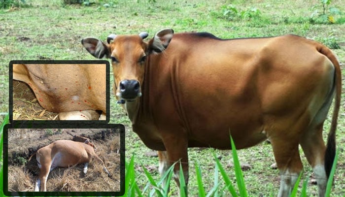Penyakit sapi dan cara mengobatinya