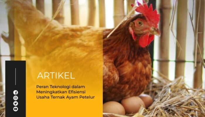 Pengaruh Manajemen Pakan Terhadap Performa Produksi Telur