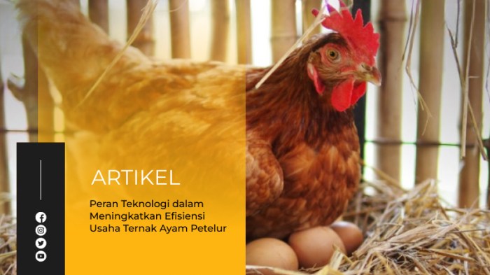 Pengaruh manajemen pakan terhadap performa produksi telur